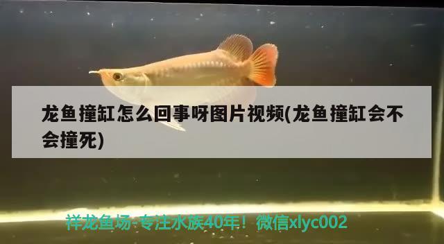 龍魚撞缸怎么回事呀圖片視頻(龍魚撞缸會(huì)不會(huì)撞死)