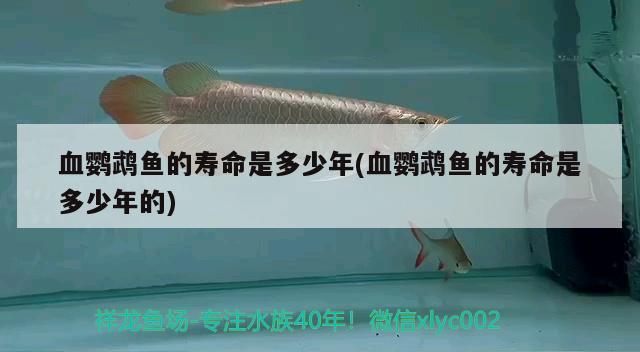 血鸚鵡魚的壽命是多少年(血鸚鵡魚的壽命是多少年的) 鸚鵡魚