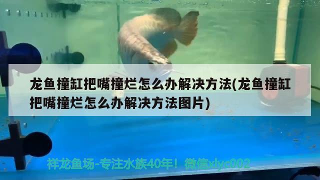 龍魚撞缸把嘴撞爛怎么辦解決方法(龍魚撞缸把嘴撞爛怎么辦解決方法圖片) 埃及神仙魚