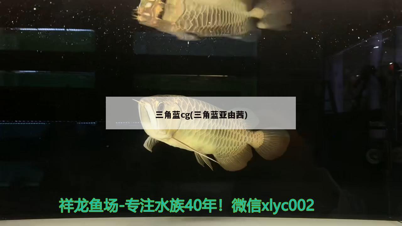 三角藍cg(三角藍亞由茜) 觀賞魚