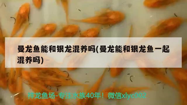 曼龍魚能和銀龍混養(yǎng)嗎(曼龍能和銀龍魚一起混養(yǎng)嗎) 銀龍魚百科