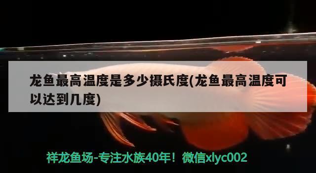 龍魚最高溫度是多少攝氏度(龍魚最高溫度可以達到幾度)