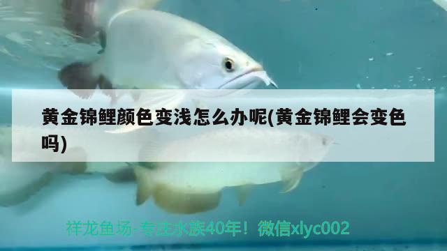 黃金錦鯉顏色變淺怎么辦呢(黃金錦鯉會變色嗎) 觀賞魚