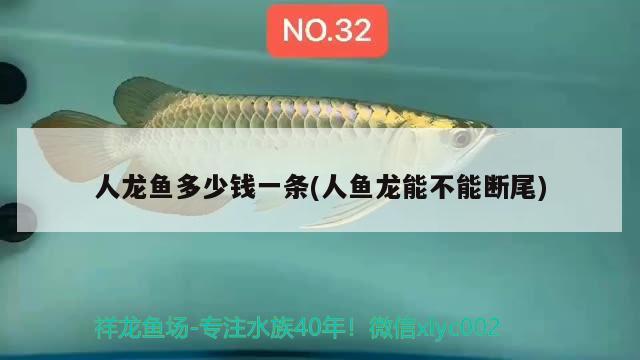 人龍魚(yú)多少錢一條(人魚(yú)龍能不能斷尾) 暹羅巨鯉