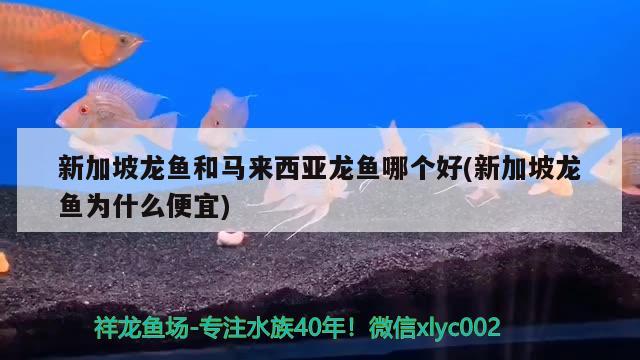 新加坡龍魚和馬來西亞龍魚哪個好(新加坡龍魚為什么便宜)