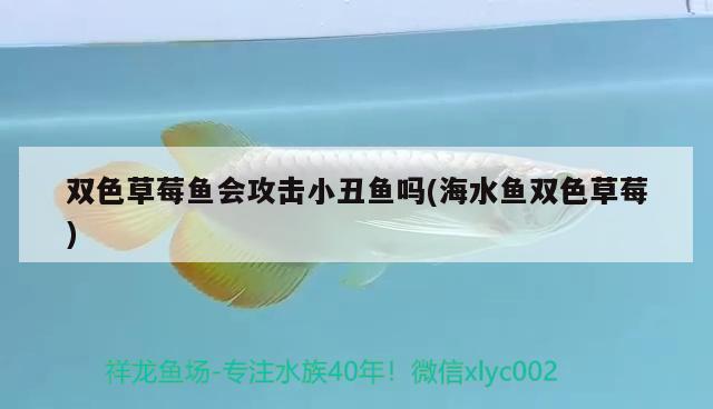 雙色草莓魚(yú)會(huì)攻擊小丑魚(yú)嗎(海水魚(yú)雙色草莓) 海水魚(yú)