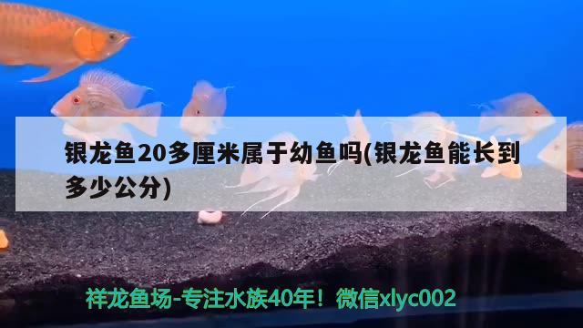 銀龍魚20多厘米屬于幼魚嗎(銀龍魚能長到多少公分)