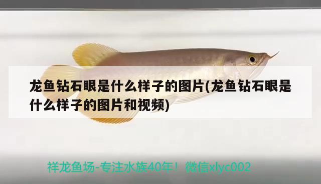 龍魚鉆石眼是什么樣子的圖片(龍魚鉆石眼是什么樣子的圖片和視頻)