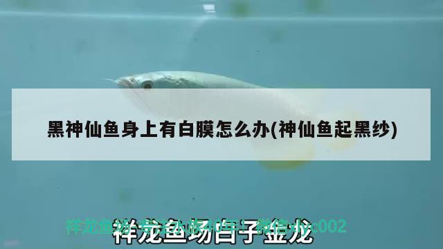 黑神仙魚(yú)身上有白膜怎么辦(神仙魚(yú)起黑紗)