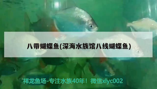 八帶蝴蝶魚(yú)(深海水族館八線蝴蝶魚(yú))