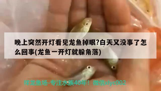 晚上突然開燈看見龍魚掉眼?白天又沒事了怎么回事(龍魚一開燈就躲角落)