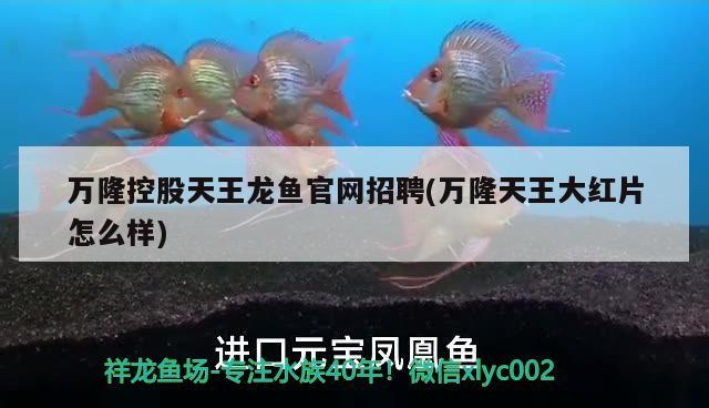 萬(wàn)隆控股天王龍魚(yú)官網(wǎng)招聘(萬(wàn)隆天王大紅片怎么樣) 蝴蝶鯉