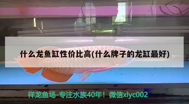 什么龍魚缸性價(jià)比高(什么牌子的龍缸最好) 祥龍魚藥系列 第3張