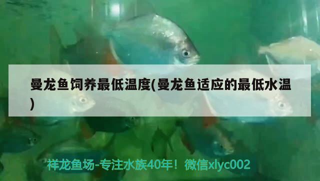 曼龍魚飼養(yǎng)最低溫度(曼龍魚適應的最低水溫) 觀賞魚百科