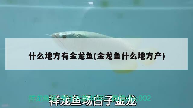 什么地方有金龍魚(金龍魚什么地方產(chǎn)) 飛鳳魚苗