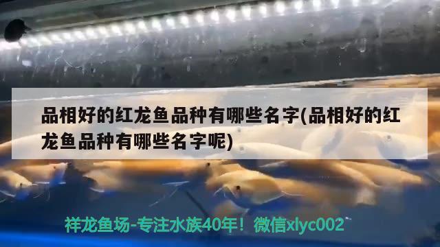 品相好的紅龍魚品種有哪些名字(品相好的紅龍魚品種有哪些名字呢) 野彩魚