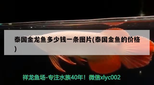 泰國(guó)金龍魚(yú)多少錢(qián)一條圖片(泰國(guó)金魚(yú)的價(jià)格) 潛水艇魚(yú)