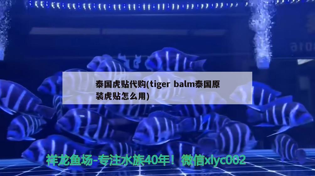 泰國(guó)虎貼代購(gòu)(tigerbalm泰國(guó)原裝虎貼怎么用) 觀賞魚(yú)