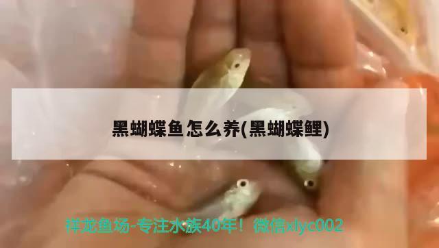 黑蝴蝶魚(yú)怎么養(yǎng)(黑蝴蝶鯉) 蝴蝶鯉