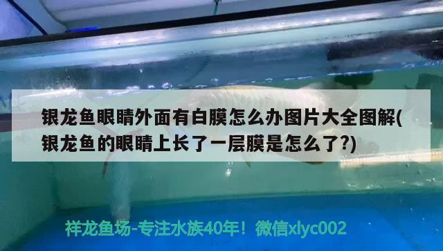 銀龍魚眼睛外面有白膜怎么辦圖片大全圖解(銀龍魚的眼睛上長了一層膜是怎么了?) 銀龍魚