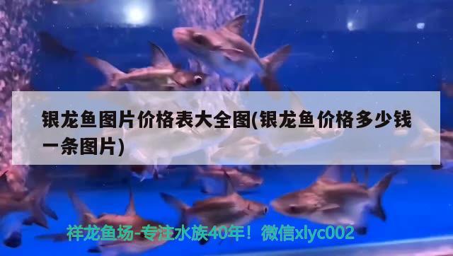 銀龍魚圖片價(jià)格表大全圖(銀龍魚價(jià)格多少錢一條圖片)