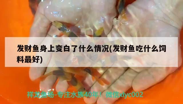 發(fā)財(cái)魚身上變白了什么情況(發(fā)財(cái)魚吃什么飼料最好) 觀賞魚