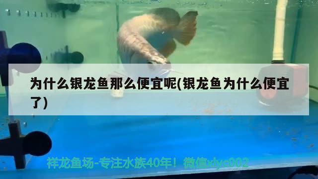 為什么銀龍魚那么便宜呢(銀龍魚為什么便宜了) 銀龍魚百科