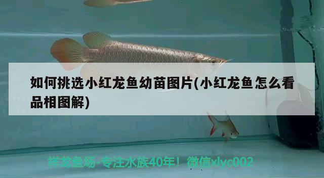 如何挑選小紅龍魚幼苗圖片(小紅龍魚怎么看品相圖解) 喂食器