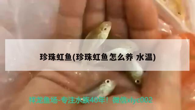 珍珠虹魚(珍珠虹魚怎么養(yǎng)水溫) 觀賞魚