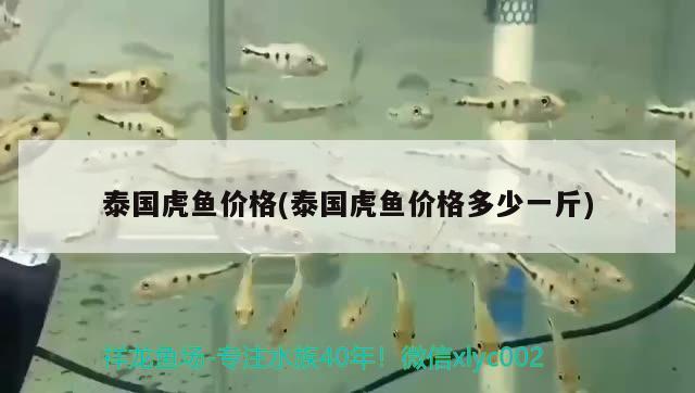 泰國虎魚價(jià)格(泰國虎魚價(jià)格多少一斤) 虎魚百科