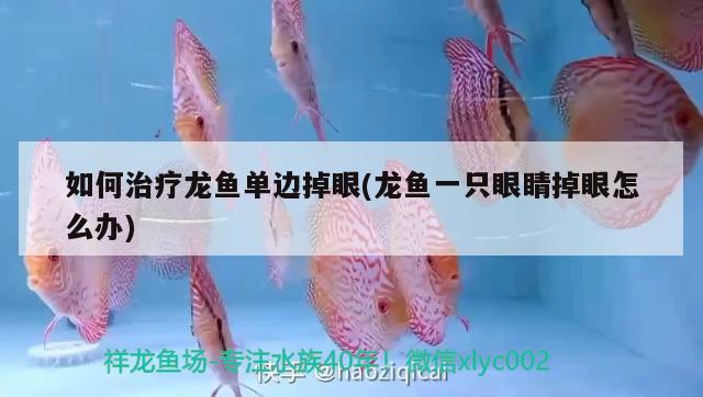 如何治療龍魚單邊掉眼(龍魚一只眼睛掉眼怎么辦)