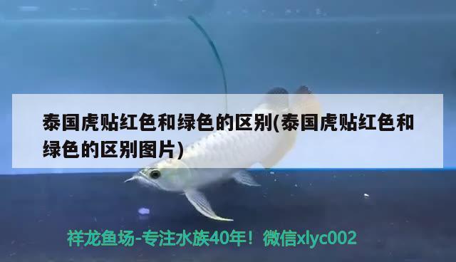 泰國(guó)虎貼紅色和綠色的區(qū)別(泰國(guó)虎貼紅色和綠色的區(qū)別圖片)