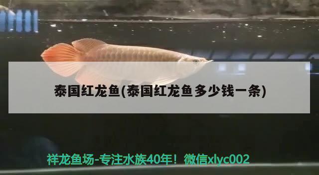 泰國紅龍魚(泰國紅龍魚多少錢一條) 銀古魚苗