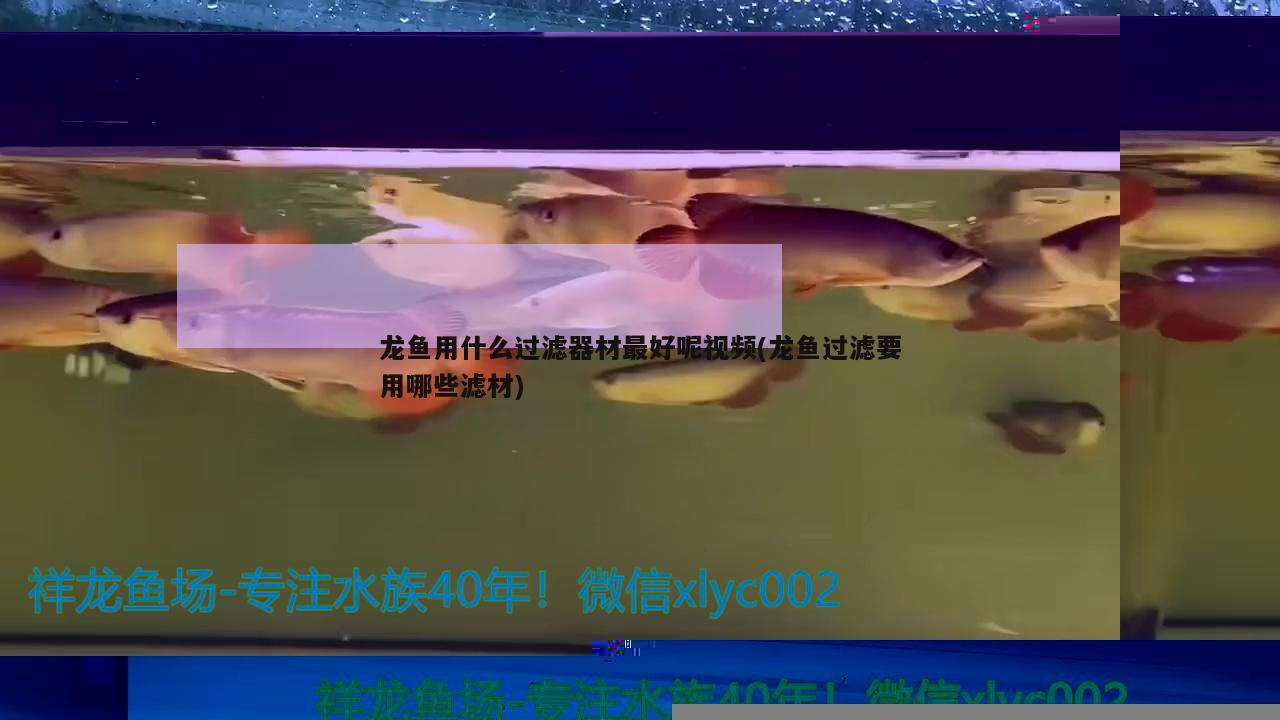 龍魚用什么過濾器材最好呢視頻(龍魚過濾要用哪些濾材)