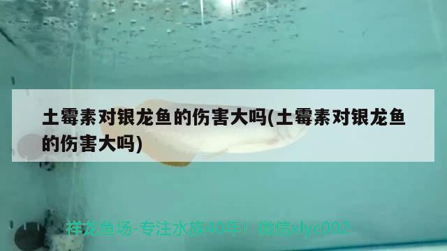 土霉素對銀龍魚的傷害大嗎(土霉素對銀龍魚的傷害大嗎) 銀龍魚百科