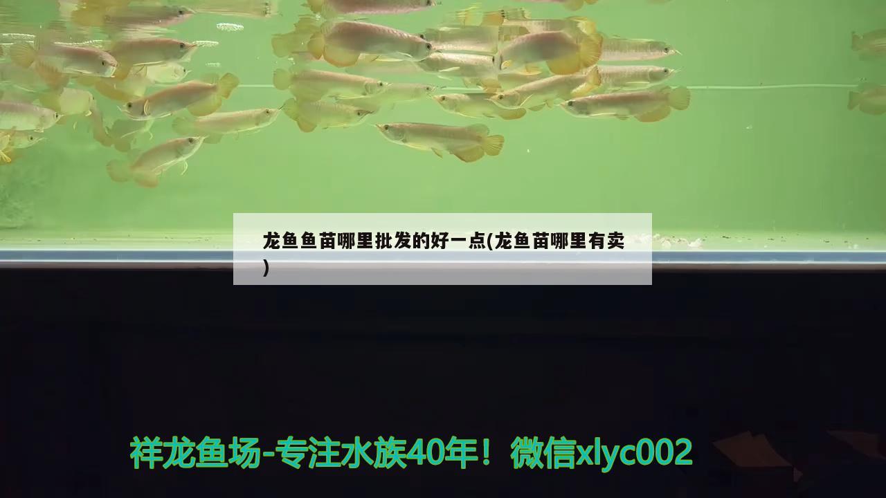 龍魚魚苗哪里批發(fā)的好一點(龍魚苗哪里有賣)