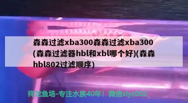 森森過濾xba300森森過濾xba300(森森過濾器hbl和xbl哪個(gè)好)(森森h(huán)bl802過濾順序) 非洲象鼻魚