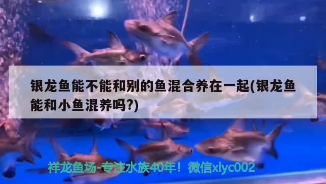 銀龍魚能不能和別的魚混合養(yǎng)在一起(銀龍魚能和小魚混養(yǎng)嗎?) 銀龍魚