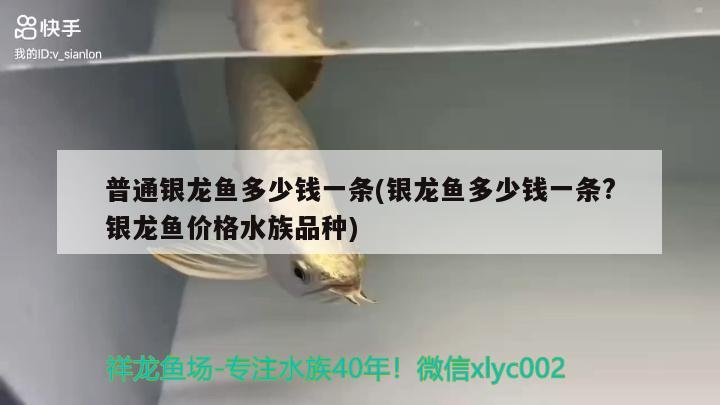 普通銀龍魚多少錢一條(銀龍魚多少錢一條?銀龍魚價格水族品種) 銀龍魚