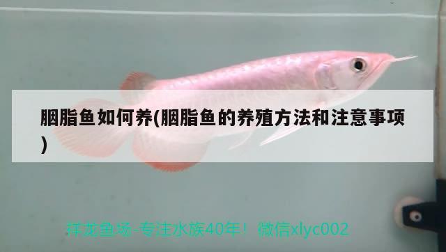 胭脂魚如何養(yǎng)(胭脂魚的養(yǎng)殖方法和注意事項(xiàng))