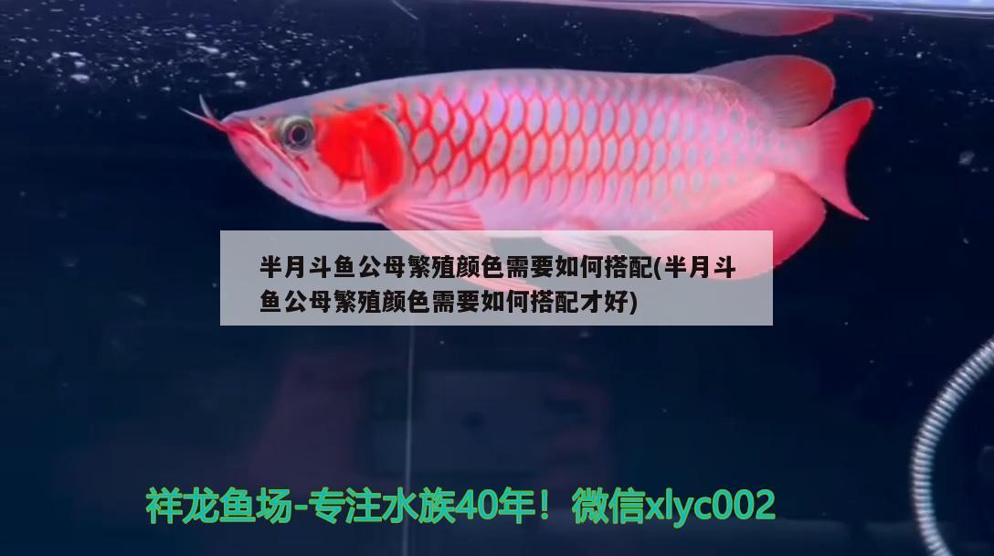 半月斗魚公母繁殖顏色需要如何搭配(半月斗魚公母繁殖顏色需要如何搭配才好) 觀賞魚