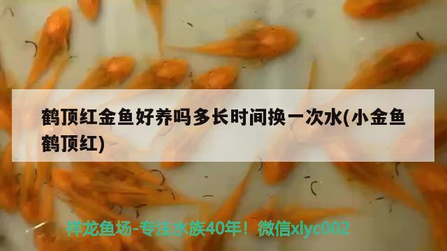 鶴頂紅金魚好養(yǎng)嗎多長時(shí)間換一次水(小金魚鶴頂紅) 觀賞魚