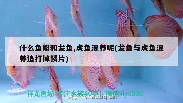 什么魚(yú)能和龍魚(yú),虎魚(yú)混養(yǎng)呢(龍魚(yú)與虎魚(yú)混養(yǎng)追打掉鱗片)