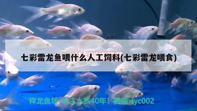 七彩雷龍魚喂什么人工飼料(七彩雷龍喂食) 黑金魟魚