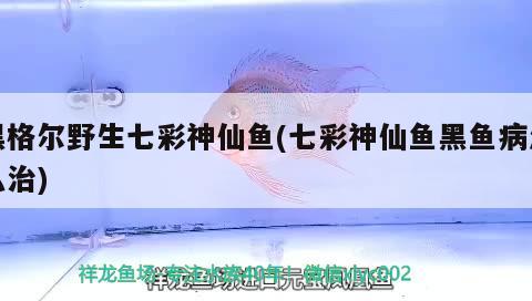 黑格爾野生七彩神仙魚(yú)(七彩神仙魚(yú)黑魚(yú)病怎么治) 七彩神仙魚(yú)