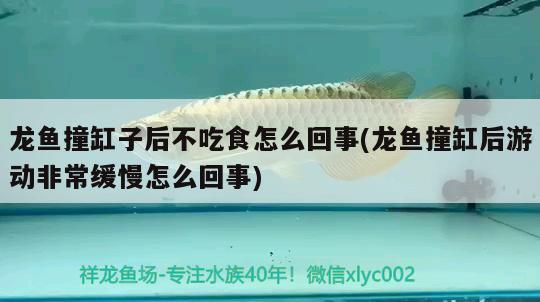 龍魚撞缸子后不吃食怎么回事(龍魚撞缸后游動非常緩慢怎么回事)