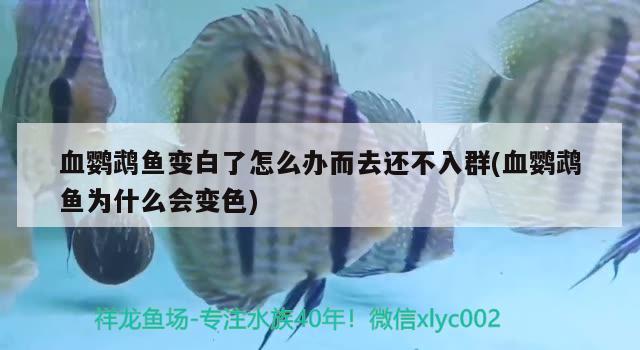 血鸚鵡魚變白了怎么辦而去還不入群(血鸚鵡魚為什么會變色)