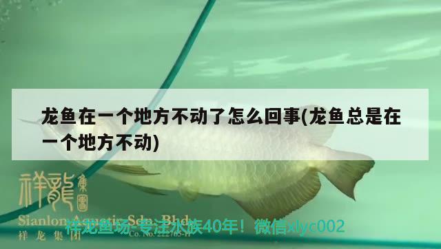 龍魚在一個地方不動了怎么回事(龍魚總是在一個地方不動) 祥龍傳奇品牌魚缸