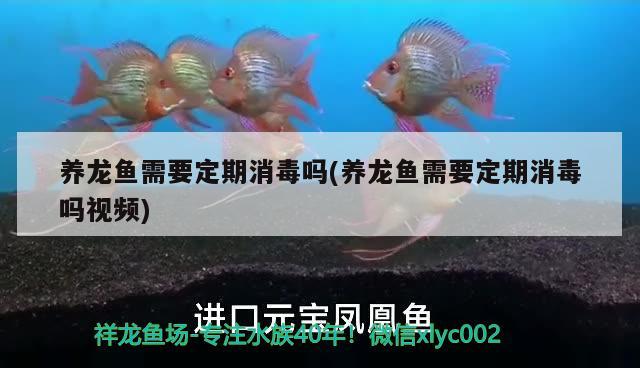 養(yǎng)龍魚需要定期消毒嗎(養(yǎng)龍魚需要定期消毒嗎視頻) 非洲金鼓魚