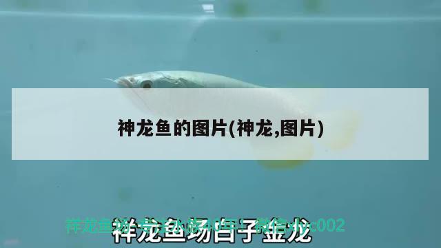 神龍魚的圖片(神龍,圖片) 廣州水族批發(fā)市場(chǎng)